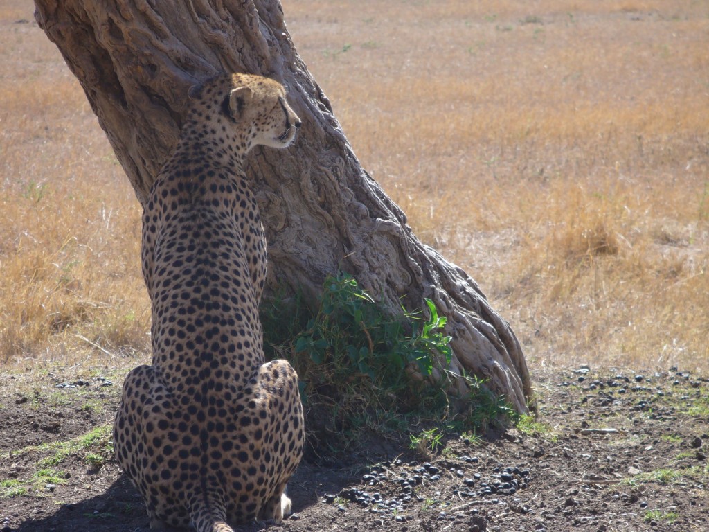 Serengeti szafari - fánál...