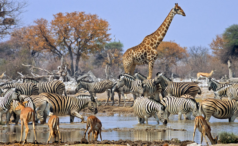 Afrikai szafari - zebrák és zsiráf az Etosha nemzeti parkban, Namíbia