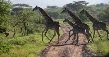 Tanzánia, Zanzibár, Serengeti szafari
