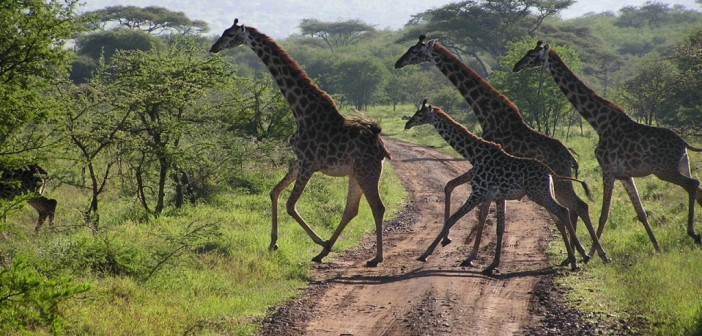 Tanzánia, Zanzibár, Serengeti szafari