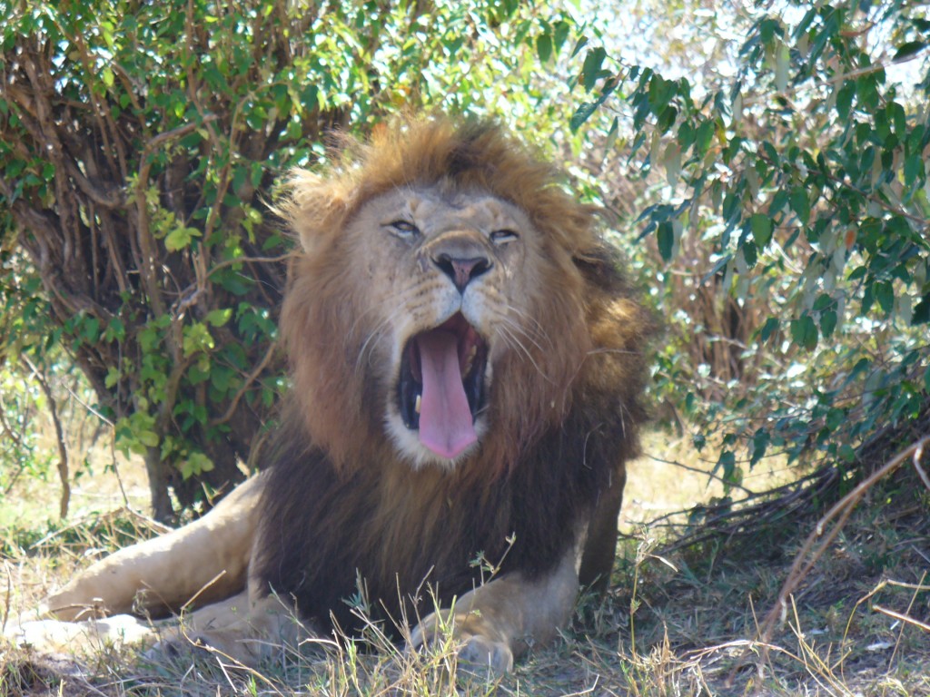 Serengeti szafari - oroszlánles