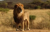 Dél-Afrika körutazás és szafari - Kruger Park