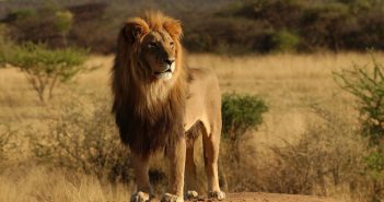Dél-Afrika körutazás és szafari - Kruger Park