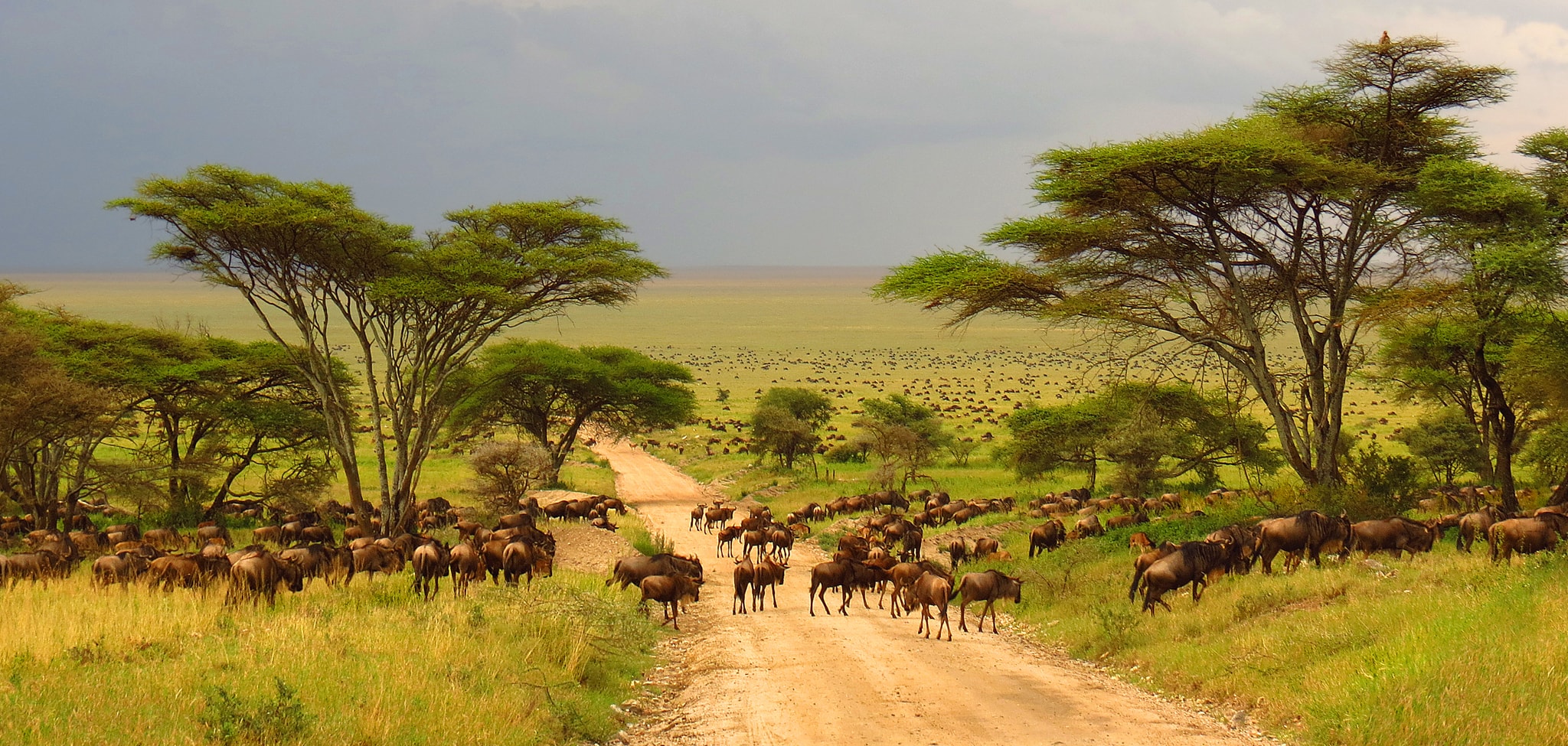 Dél-Afrika körutazás és szafari: Krüger Nemzeti Park