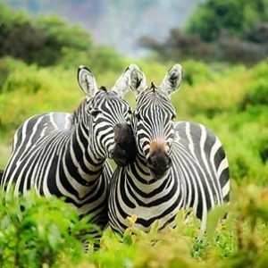 Dél-Afrikai szafari