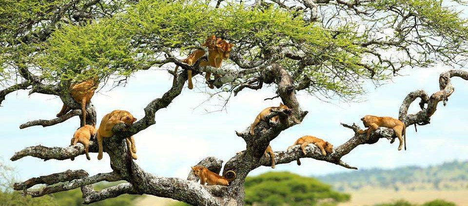 Tanzánia szafari: Manyara nemzeti park - Tanzánia, Zanzibár, Serengeti szafari