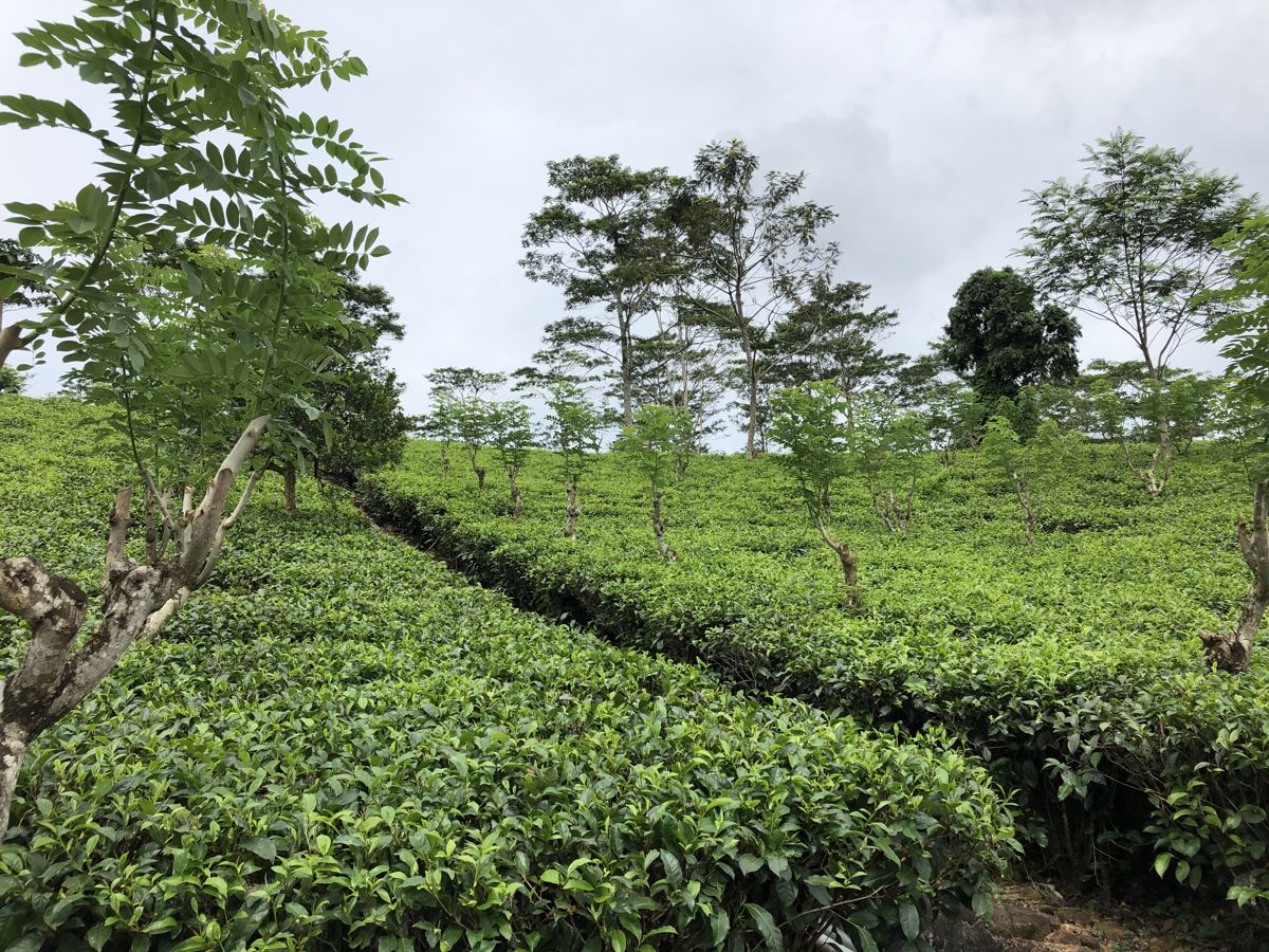 Srí Lanka utazás, körutazás - tea ültetvény