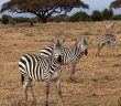 Kenya afrikai szafari körutazás